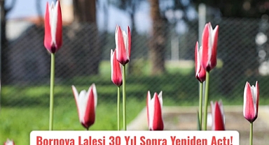 Bornova Lalesi 30 Yıl Sonra Yeniden Açtı!