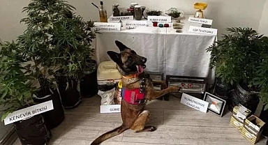 Muğla'da 'zehir' operasyonu: Zanlı tutuklandı!