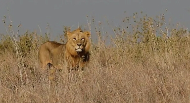 Aslan saldırısı: 14 yaşındaki kız hayatını kaybetti