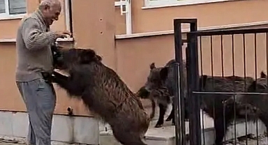 Domuzlar okul bahçesine girdi... Yaşlı adam elleriyle besledi!