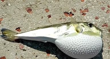 Devlet desteği arttı: Balon balığı getirene 35 TL!