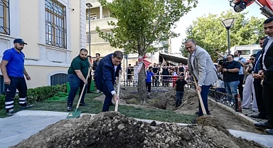 Asırlık çınar yenilendi!