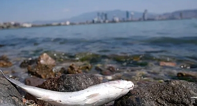Tugay’dan ‘körfez’ açıklaması: Bakanlık yetki vermedi!