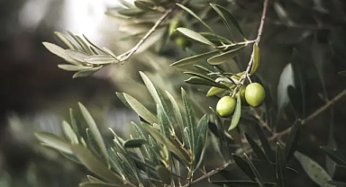 Ve yasa meclisten geçti: Zeytinliklerin idam fermanı!