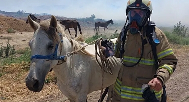 Büyükşehir'den yangından etkilenen canlılara yardım eli