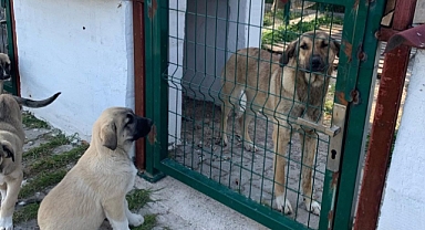 Hayvanseverlerden Çiğli Belediyesi ve Üniversiteye Tepki; Göz Göre Göre Katlediyorsunuz