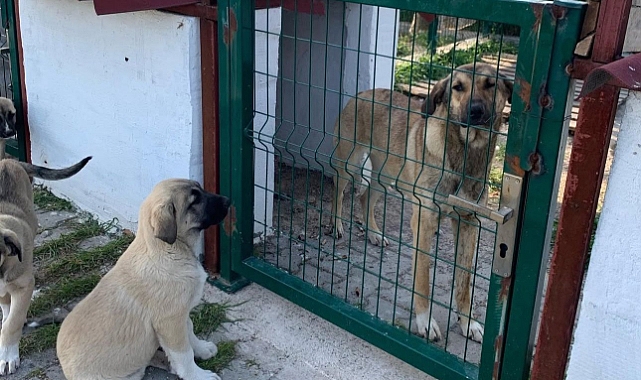 Hayvanseverlerden Çiğli Belediyesi ve Üniversiteye Tepki; Göz Göre Göre Katlediyorsunuz