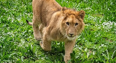 İsmi anketle belirlenmişti... Aslan 'Pars' öldürüldü!