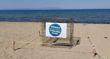 Pamucak Sahili’nde sürpriz misafir