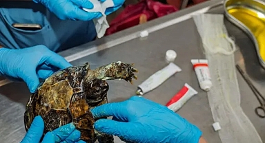 Yangından kurtarılan kaplumbağanın tedavisi sürüyor